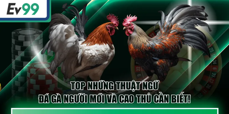 Top Những Thuật Ngữ Đá Gà Người Mới Và Cao Thủ Cần Biết! 1 thuật ngữ đá gà